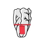 A red hang tag on an elastomer loop attached to illustrated romaine lettuce.
