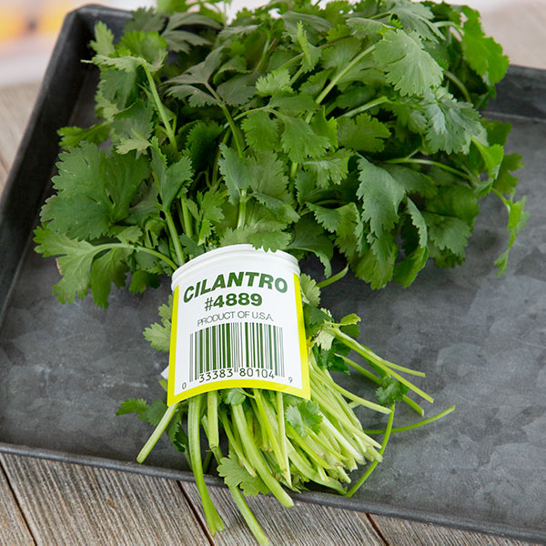 A bunch of fresh cilantro with a white BibTie label that says "CILANTRO #4889 PRODUCT OF USA"