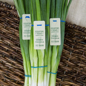 A bunch of fresh green onions tied together with a blue rubber band. There are three Snap-A-Tag labels attached to the rubber band that say "Sihavong Farms Minnesota Grown Green Onions PLU #4068"